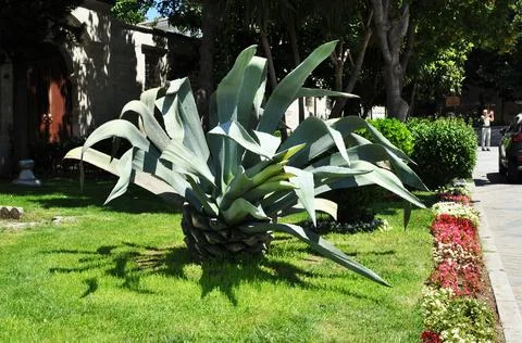 Large cactus with sharp green leaves. Cactus on a green meadow in a city park Stock Photos