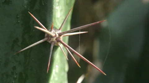 Large cactus thorn Stock-Footage 50151880