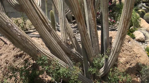 Large cactuses growing ashore the Dead sea Stock Footage 39717883