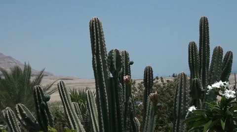 Large cactuses growing ashore the Dead sea Stock Footage 39718080