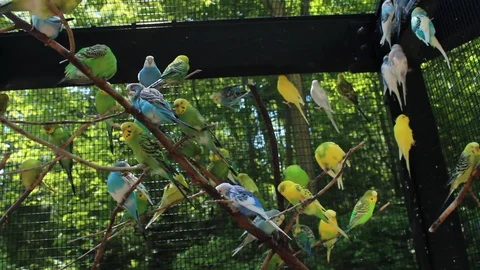 Large Cage Full Of Budgerigar Parakeets Stock Footage 106675804