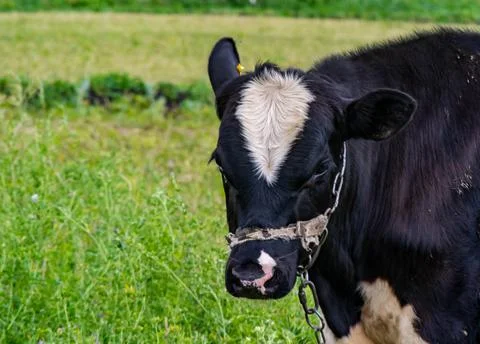 Large calf close-up in the summer in the meadow Stock-Fotos