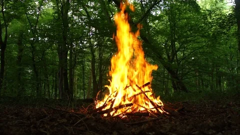 Large Campfire Burning in the Forest. Fire Burning Wood in the Campfire Video stock 109580451