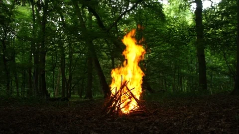 Large Campfire Burning in the Forest. Fire Burning Wood in the Campfire Stock Footage 109580463