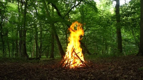 Large Campfire Burning in the Forest. Fire Burning Wood in the Campfire Stock Footage 109580482