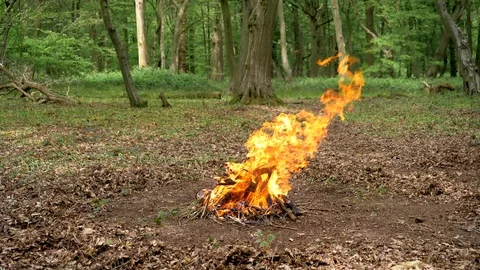 Large Campfire Burning in the Forest. Fire Burning in the Woodland Stock Footage 112697162
