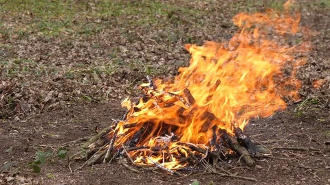 Large Campfire Burning in the Forest. Fire Burning in the Woodland Stock Footage 112697179