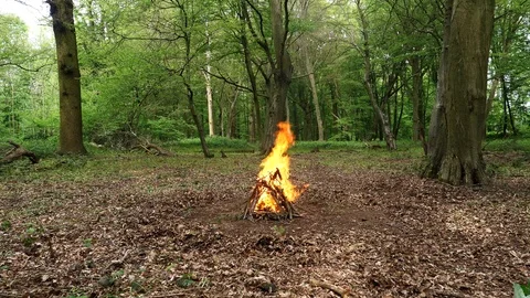 Large Campfire Burning in the Forest. Fire Burning in the Woodland Stock Footage 112697180