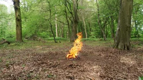 Large Campfire Burning in the Forest. Fire Burning Wood in the Campfire Stock Photos