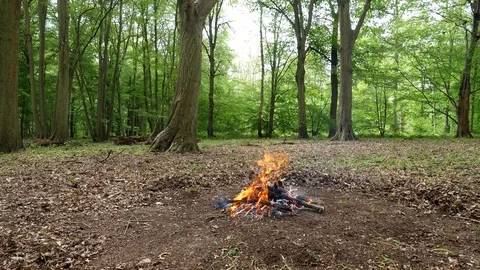 Large Campfire Burning in the Forest. Stock Footage 112683102