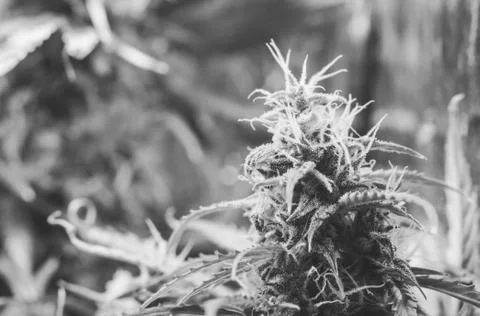 A large cannabis bud grown under LED lamps. The concept of growing medical ma Foto stock