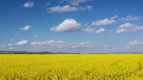 Large canola fieldwith moving clouds time lapse Видео 130404539