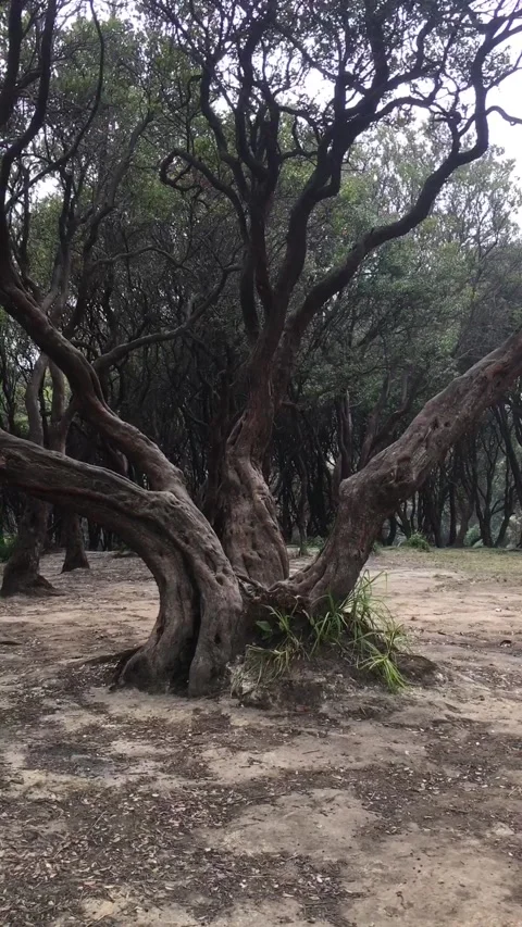 Large Cantigi Tree in Mount Papandayan, West Java, Indonesia. Видео 343918614