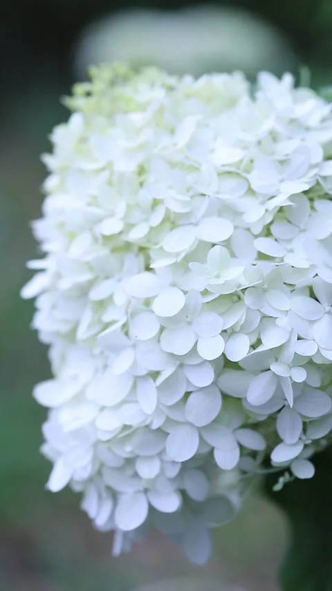 Large cap of a flowering paniculate hydrangea Stock Footage 211368649