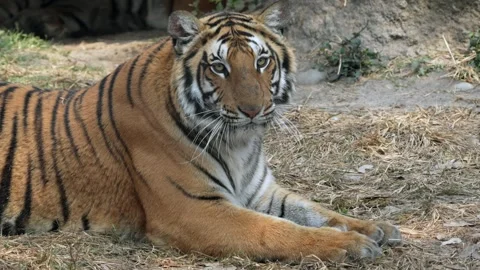 A large captive Bengal tiger sneezing as it lies in the sunshine in its Stock Footage 263738949