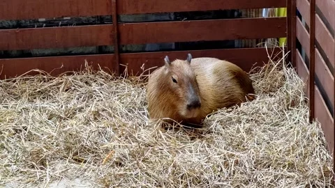 Large capybara resting calmly on a bed of dry straw inside a wooden enclosu.. Stockbeeldmateriaal 340004091