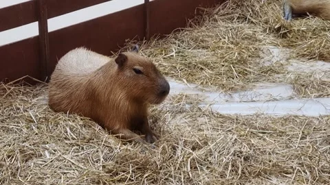 A large capybara resting comfortably on a thick bed of golden straw inside .. Stockbeeldmateriaal 340636024