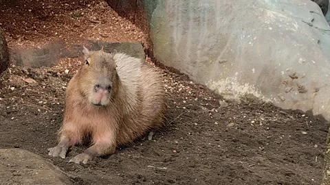 A large capybara is sleeping in the zoo Stock Footage 306765978