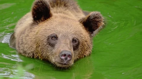 Large carnivore Brown bear swimming in a summery bog lake. Stock Footage 278459540