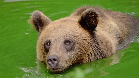 Large carnivore Brown bear, Ursus arctos swimming in a summery bog lake. Stock Footage 278459899