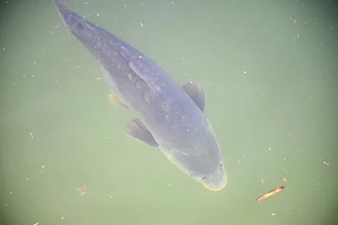 Large Carp Beneath the Water Surface. Foto stock