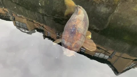 Large carp fish swimming in the dock at Surrey Quays Rotherhithe London Stock Footage 156340044
