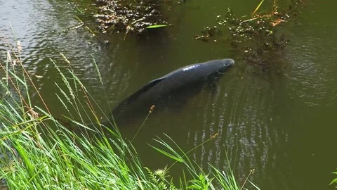 Large carp fish swimming in murky pond water near grass, slow motion Stock Footage 336525073