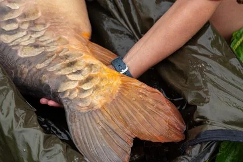 Large carp held by angler on wet green fishing mat during carp fishing 스톡 사진