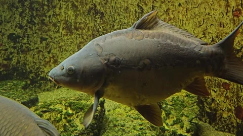 A large carp moving slowly  Stock Footage 295215920