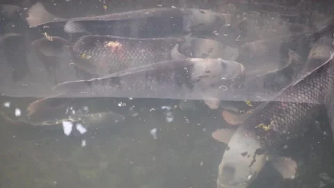 Large carp in the pond Stock Footage 142303139