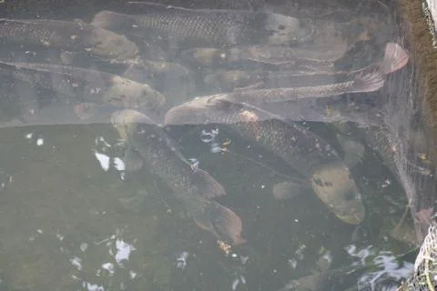 Large carp in the pond Stock Photos
