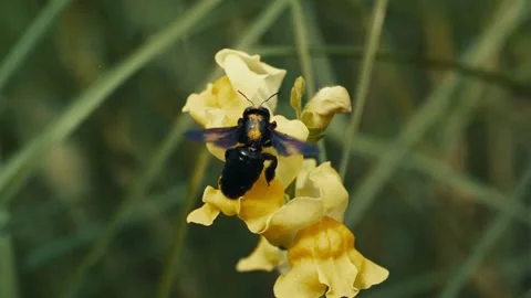 Large carpenter bee collecting nectar from a bright yellow flower Vídeo Stock 344778526