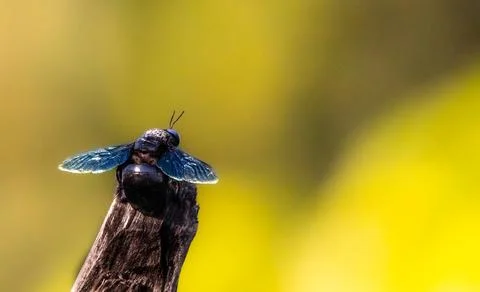 The large carpenter bees Stock Photos