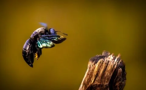The large carpenter bees Stock Photos