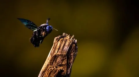 The large carpenter bees Foto stock