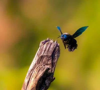 The large carpenter bees Stock Photos