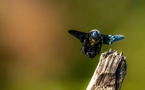 The large carpenter bees Stock Photos