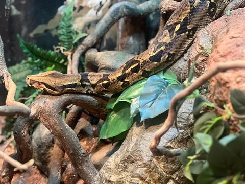 A large Carpet python in rain forest Stock-Fotos