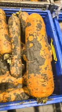 A large carrot with bits of soil is lying on the store counter. The product i Fotos de archivo