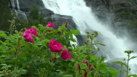 Large cascade waterfall,norway Stock Footage 90559474