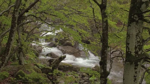 Large cascades of a mountain river in a beech forest in the spring 스톡 동영상 78046375