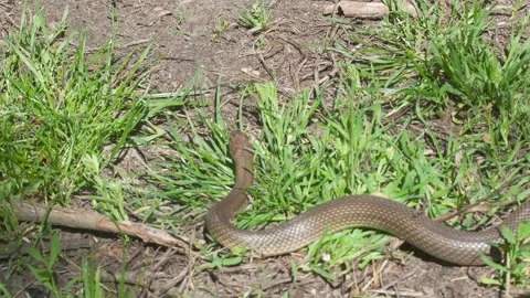 A large Caspian whipsnake crawling smoothly over the ground and through fres Vídeos de archivo 335107296