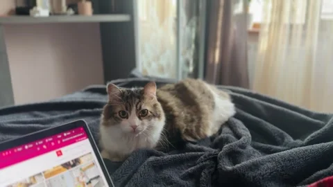 Large cat on bed beside owner working on laptop in cozy home scene Stock Footage 306531216