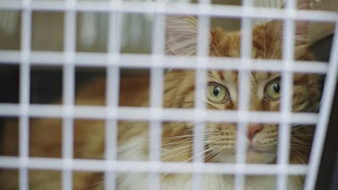 A large cat in a cage was brought to the veterinarian for a medical examination Stock Footage 242167384