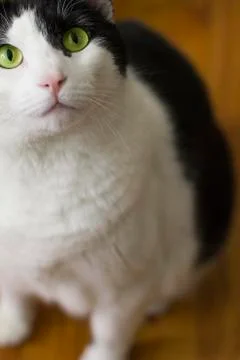 Large Cat Foto stock