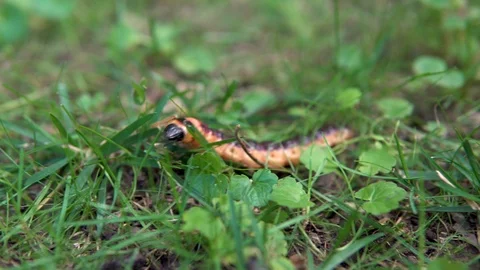 A large caterpillar crawls on the grass Stock Footage 113971867