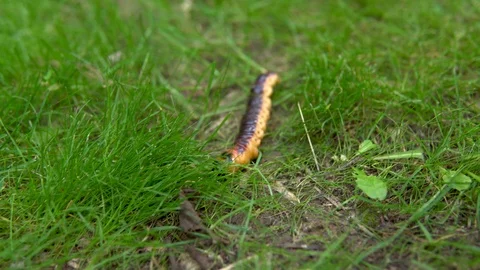 A large caterpillar crawls on the grass Stock Footage 113971941