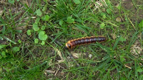 A large caterpillar crawls on the grass 库存影片 113971944