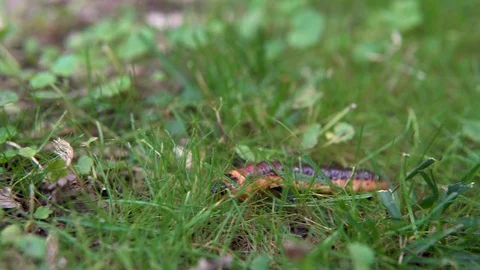 A large caterpillar crawls on the grass Stock Footage 113972044