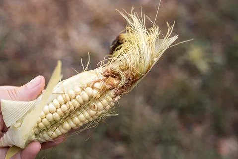 A large caterpillar eats an ear of corn. Sick plant. Spoiled crop Stock Photos